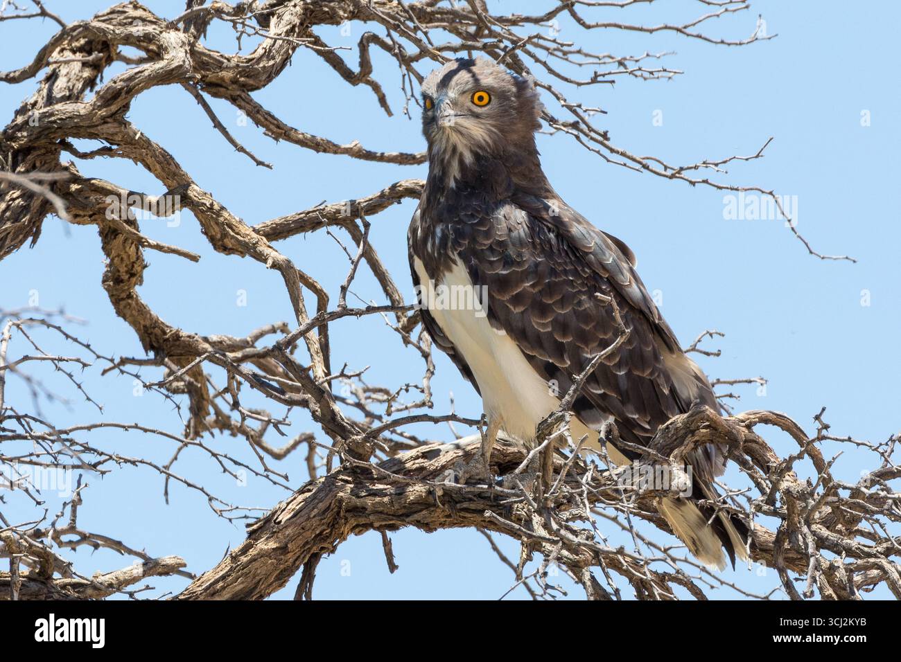 Aquila di serpente castagna nera (Circaetus pectoralis) arroccata nell'albero di Camelthorn, Kgalagadi Transborder Park, Kalahari, Northern Cape, Sudafrica Foto Stock