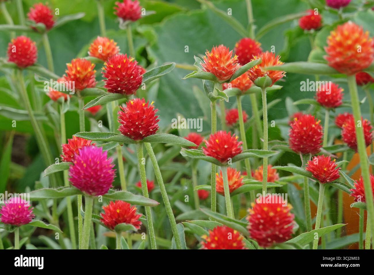 Viola e rossa Gomphrena haageana, l'amaranto o il fiore del globo del Rio grande, in fiore. Foto Stock
