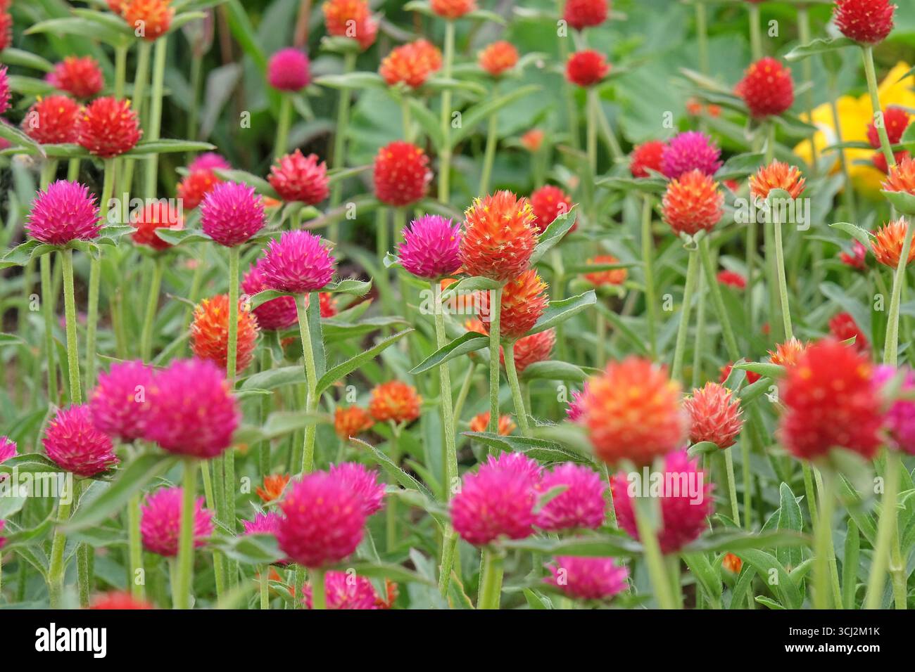 Viola e rossa Gomphrena haageana, l'amaranto o il fiore del globo del Rio grande, in fiore. Foto Stock