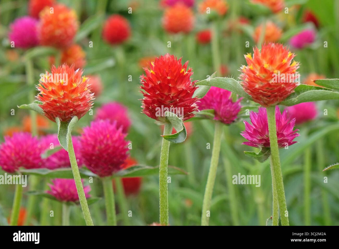 Viola e rossa Gomphrena haageana, l'amaranto o il fiore del globo del Rio grande, in fiore. Foto Stock