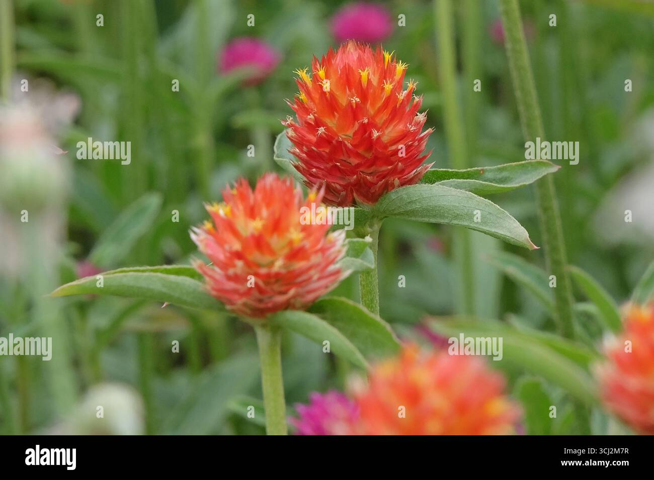 Viola e rossa Gomphrena haageana, l'amaranto o il fiore del globo del Rio grande, in fiore. Foto Stock