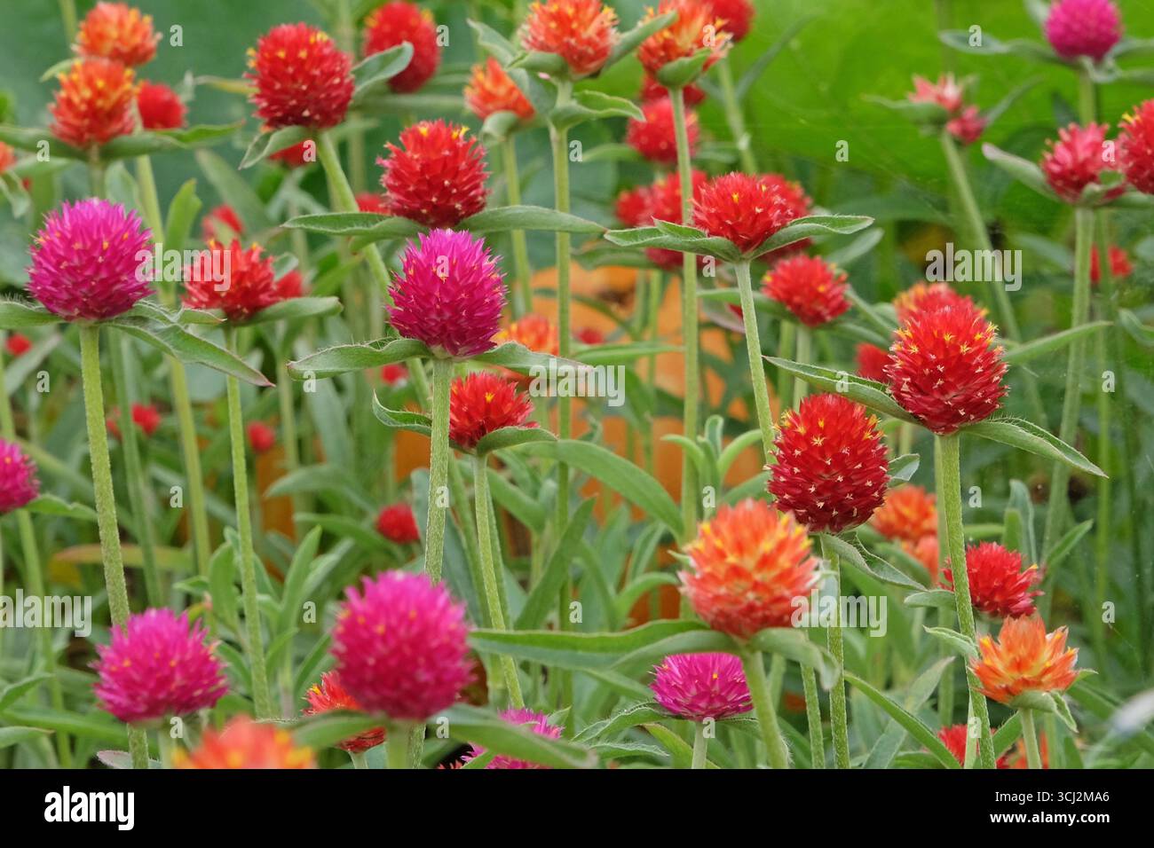 Viola e rossa Gomphrena haageana, l'amaranto o il fiore del globo del Rio grande, in fiore. Foto Stock