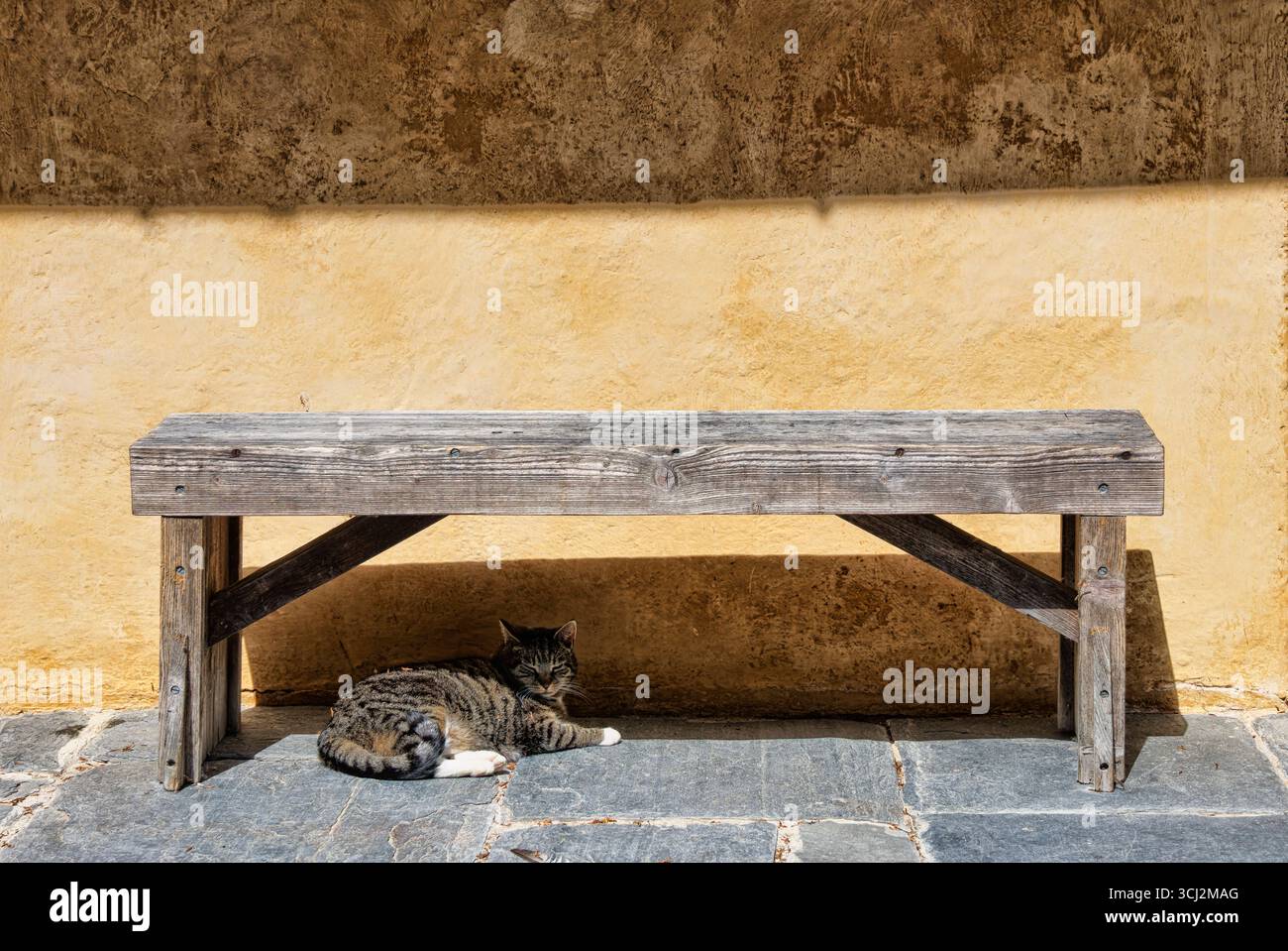 Un gatto che riposa sotto una panchina al sole Foto Stock