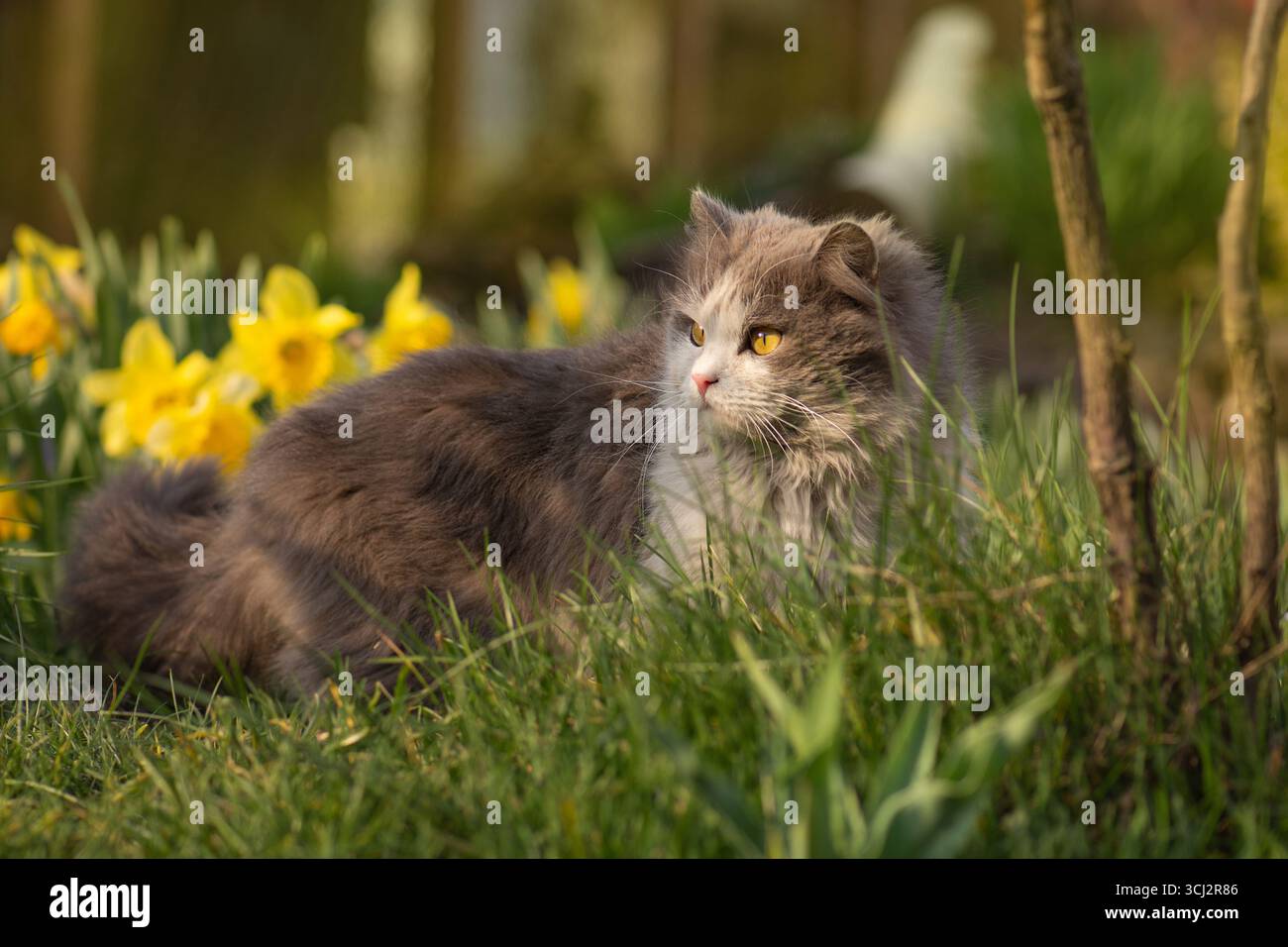 Rendere sicuri gli ambienti esterni dei gatti in giardino. Carino gatto sicuro esplorare il mondo all'aperto. Foto Stock