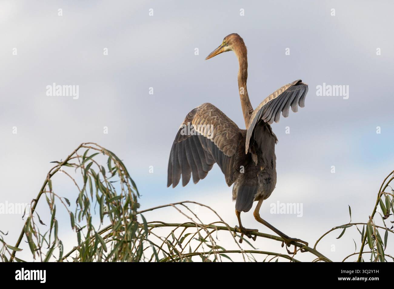 Purple Heron (Ardea purpurea) facendo un atto di equilibrio su un albero di salice piangente, Robertson, Western Cape, Sud Africa hanno artigli molto lunghi inadatti Foto Stock