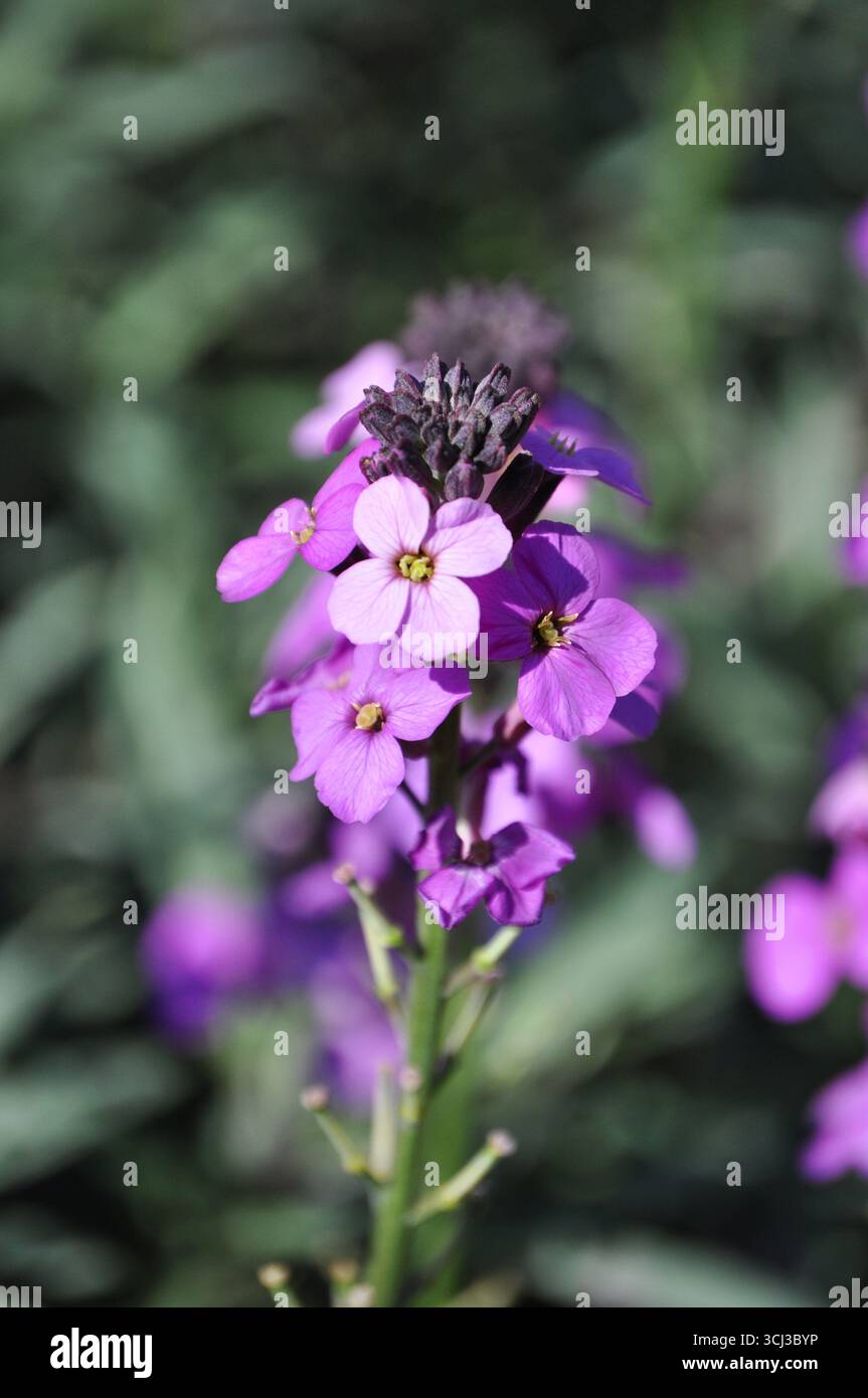 Punta di bellissimi fiori di parati viola Foto Stock