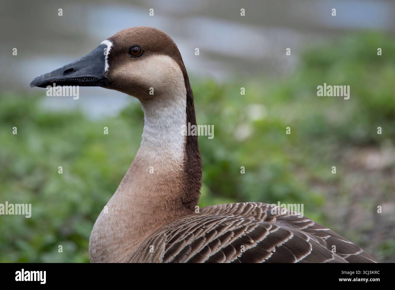 L'oca dei cigni (Anser cygnoides) una grande oca. Foto Stock