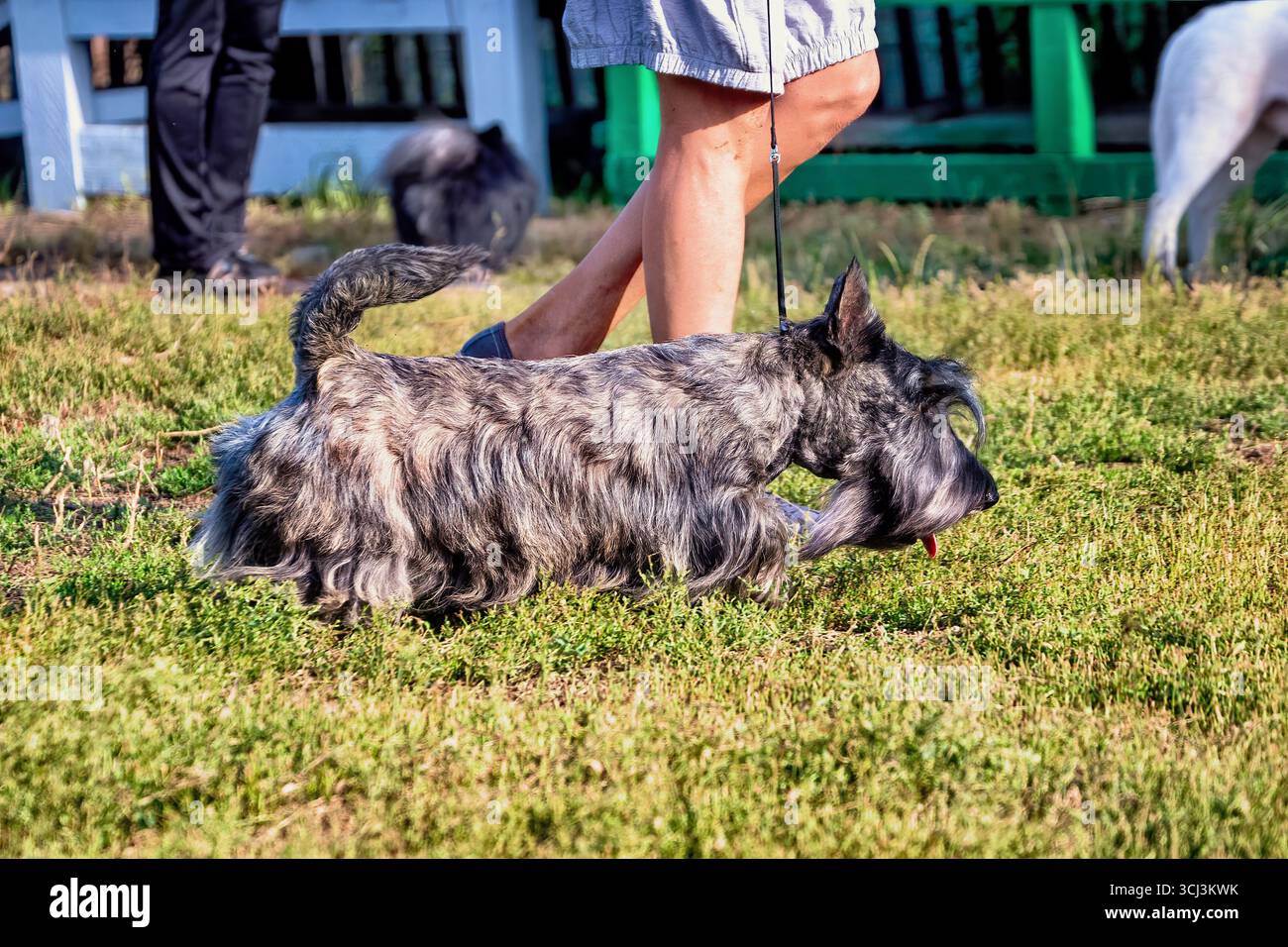 Il bellissimo Scottish Terrier ad una mostra canina. Foto Stock