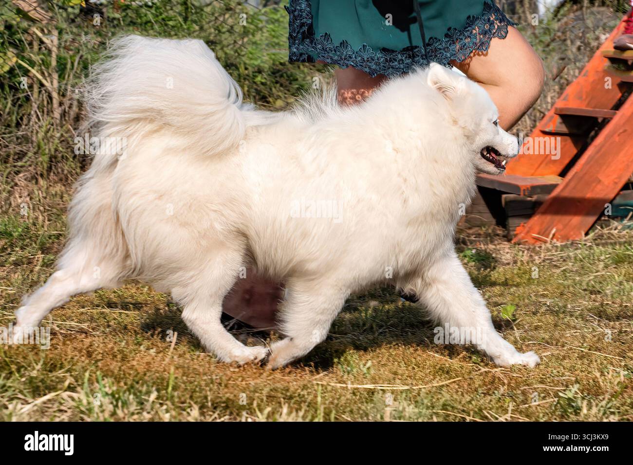 Una bella laika samoiata che corre sull'erba in estate. Foto Stock