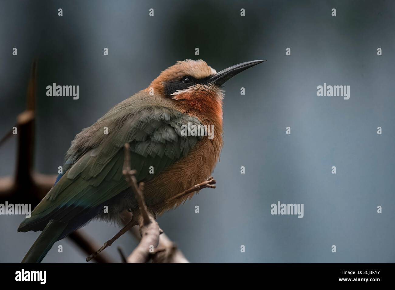 Il Mangiatore di api dalla fronte bianca (Merops bullockoides) è una specie di mangiapapi ampiamente diffusa nell'Africa sub-equatoriale. Foto Stock