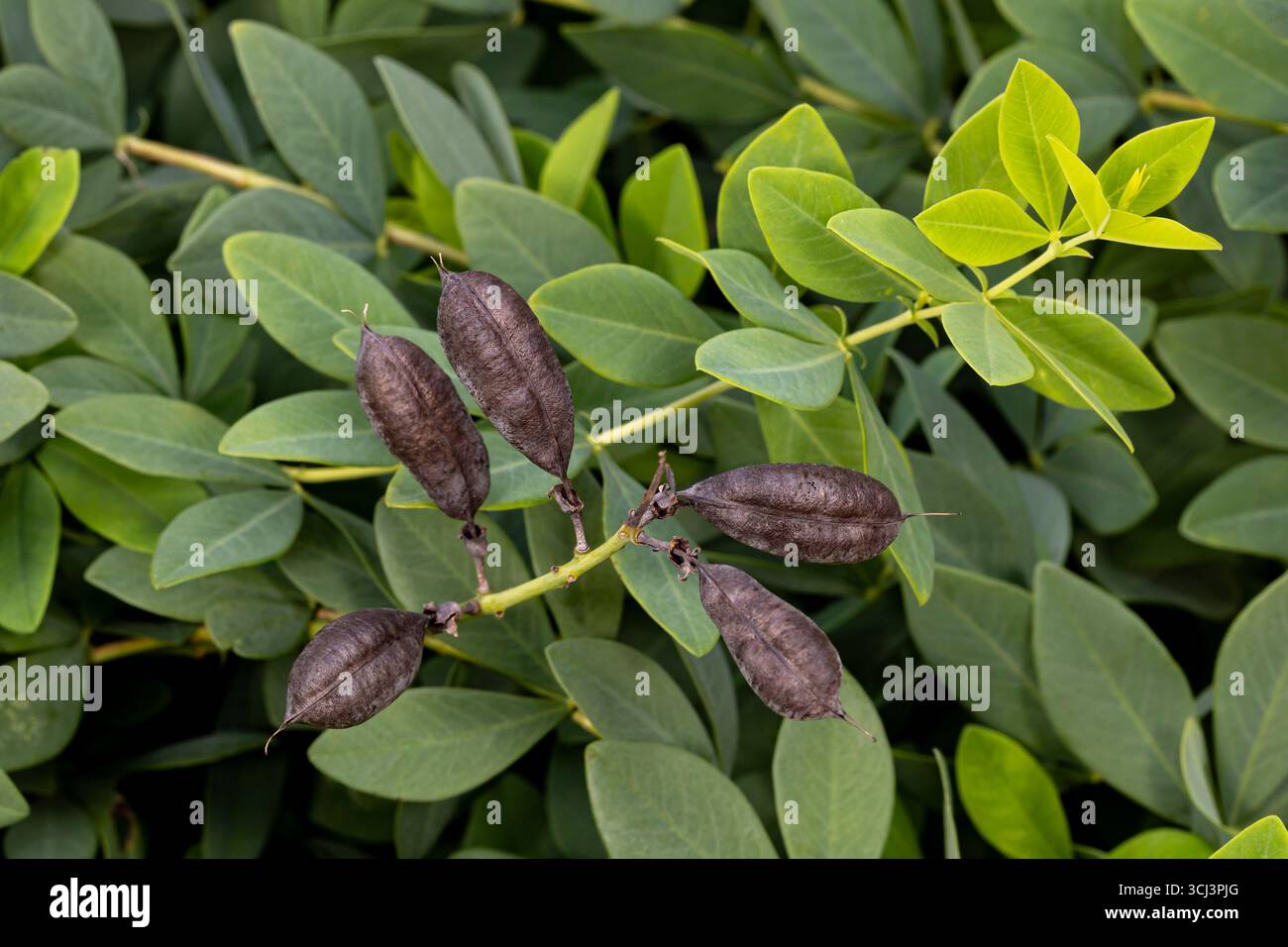 Falso fiore di indaco Baptisia con baccelli di semi neri. Giardino di fiori selvatici, giardinaggio e concetto di habitat impollinatore. Foto Stock