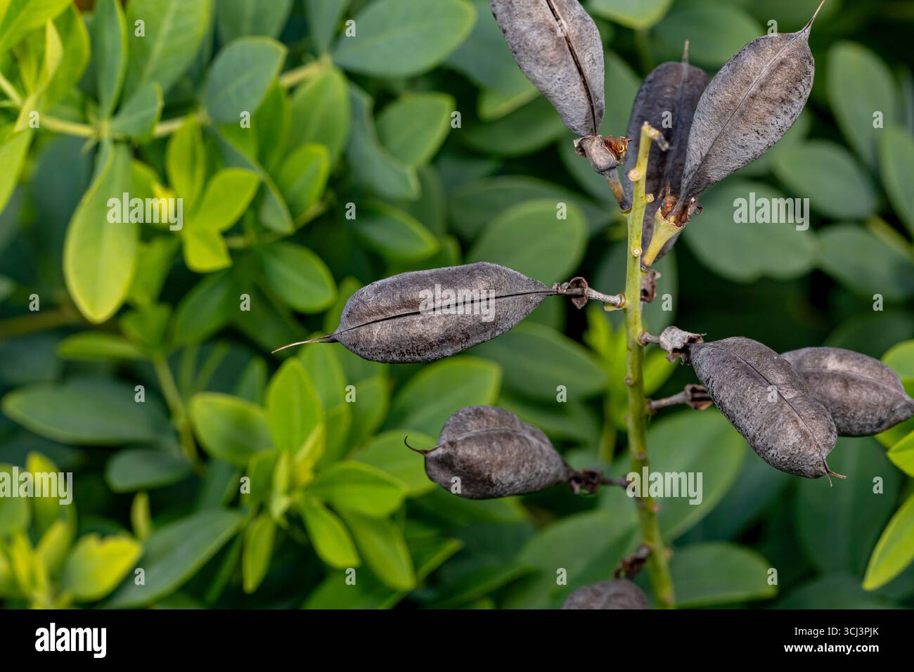 Falso fiore di indaco Baptisia con baccelli di semi neri. Giardino di fiori selvatici, giardinaggio e concetto di habitat impollinatore. Foto Stock