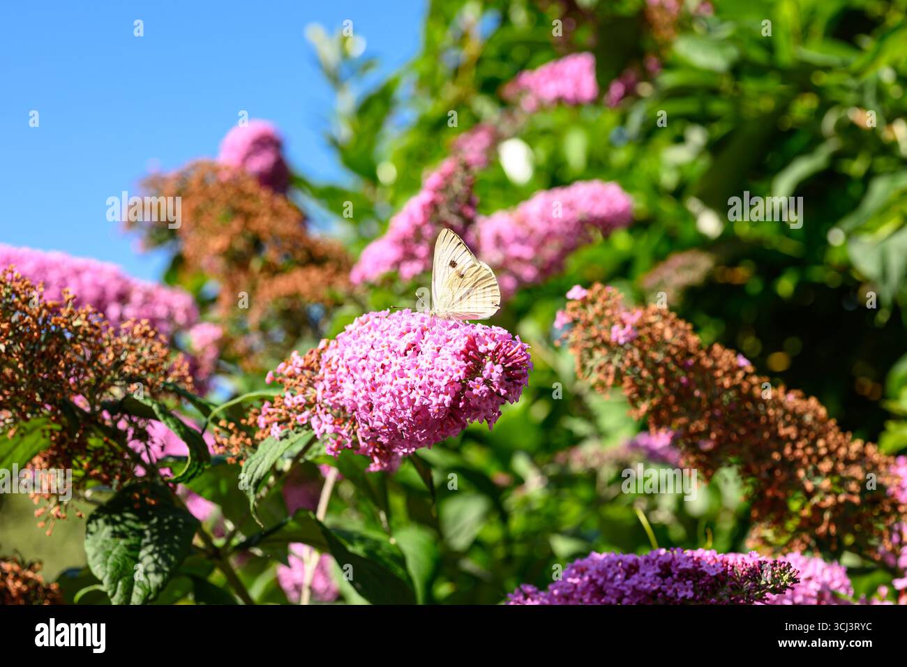 Grande farfalla bianca su un fiore Buddleja (Butterfly Bush) Foto Stock