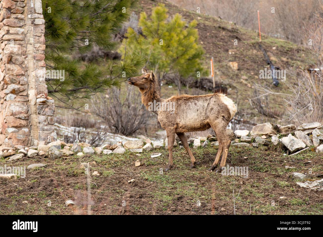 Un giovane cervo si trova in un campo di erba ed erbacce Foto Stock