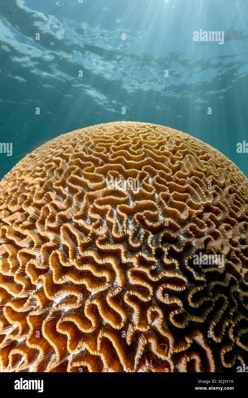 Barriera corallina dura nella laguna di Mayotte, habitat vitale per la vita marina ma minacciata dai cambiamenti climatici, dalle sbiancamenti e dalla pressione umana. Foto Stock