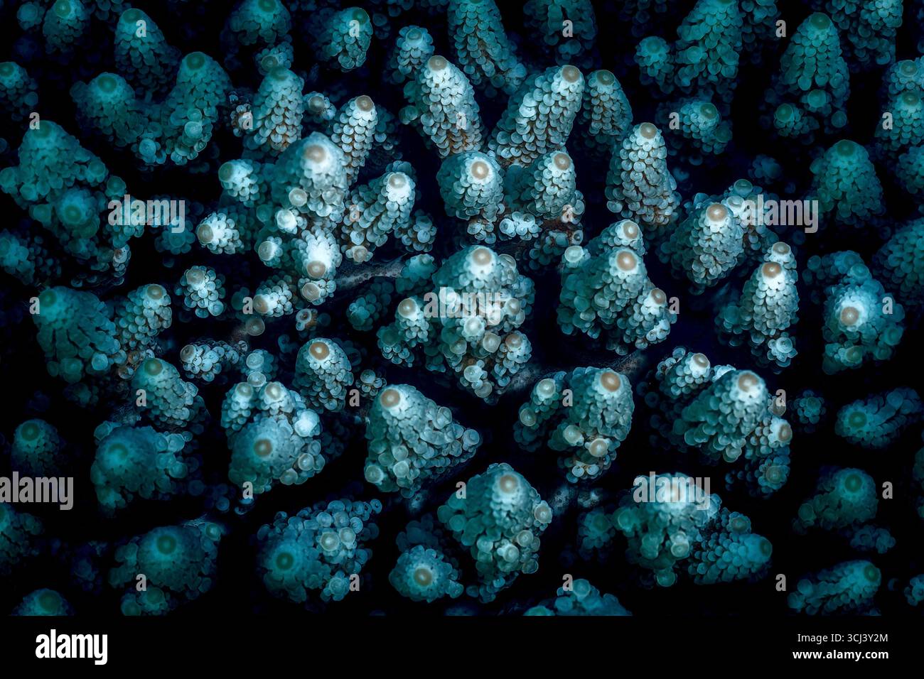 Barriera corallina dura nella laguna di Mayotte, habitat vitale per la vita marina ma minacciata dai cambiamenti climatici, dalle sbiancamenti e dalla pressione umana. Foto Stock