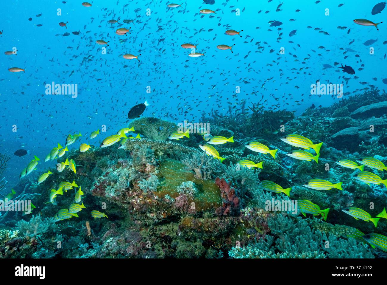 Barriera corallina dura nella laguna di Mayotte, habitat vitale per la vita marina ma minacciata dai cambiamenti climatici, dalle sbiancamenti e dalla pressione umana. Foto Stock