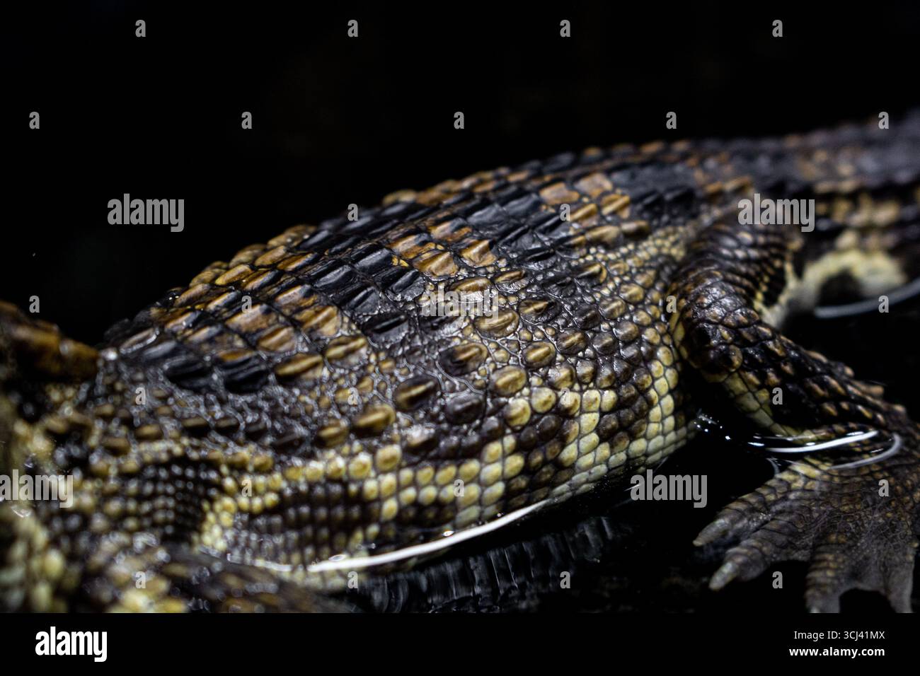 Pelle di coccodrillo in acqua, pelle di coccodrillo per bambini Foto Stock