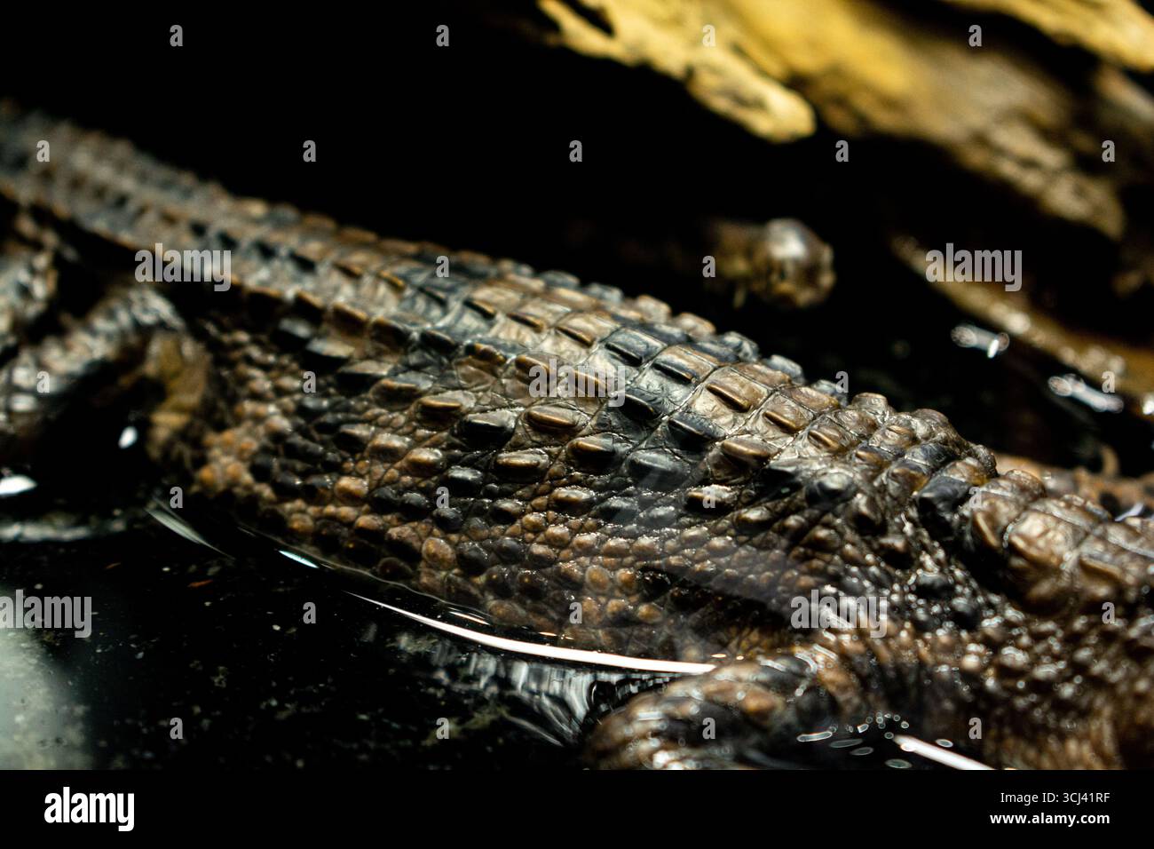 Pelle di Gavial in acqua, cuoio di Gavial Foto Stock