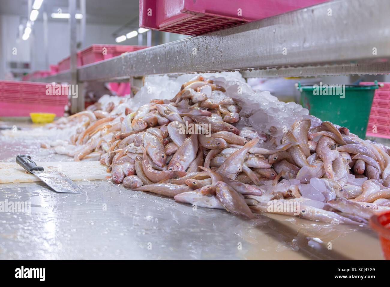 Sala della linea di processo di rifilatura del pesce nella manifattura di lattine di pesce, stabilimento della fabbrica di alimenti di mare nel sud-est asiatico Foto Stock
