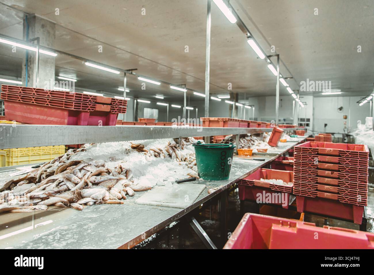 Sala della linea di processo di rifilatura del pesce nella manifattura di lattine di pesce, stabilimento della fabbrica di alimenti di mare nel sud-est asiatico Foto Stock