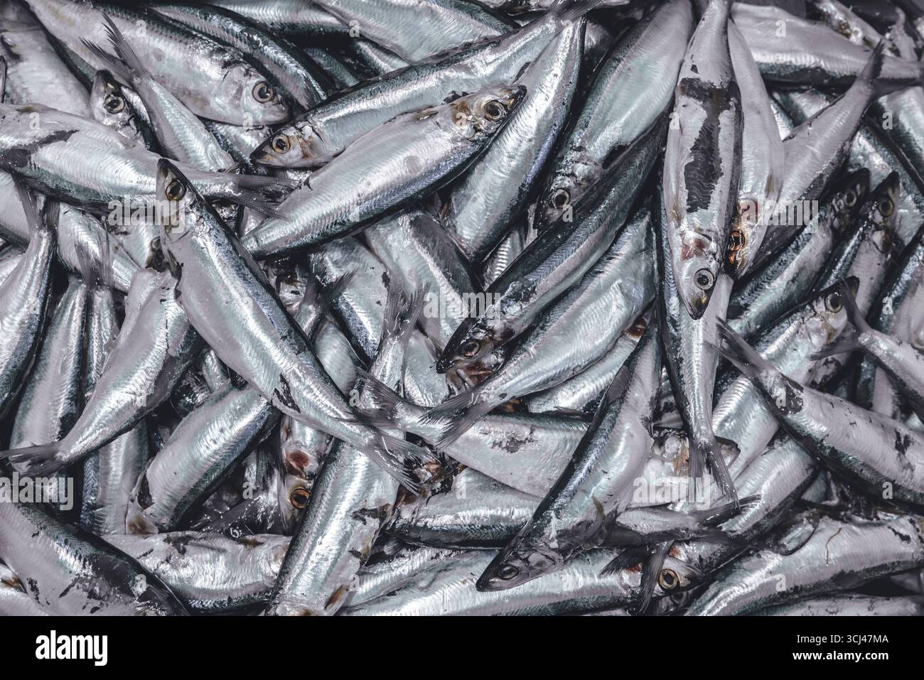 Piccole dimensioni di Sardine, sgombro, tonno per il mercato della fabbrica di alimenti per lattine di pesce, pesce di mare per la struttura del cibo per lo sfondo Foto Stock