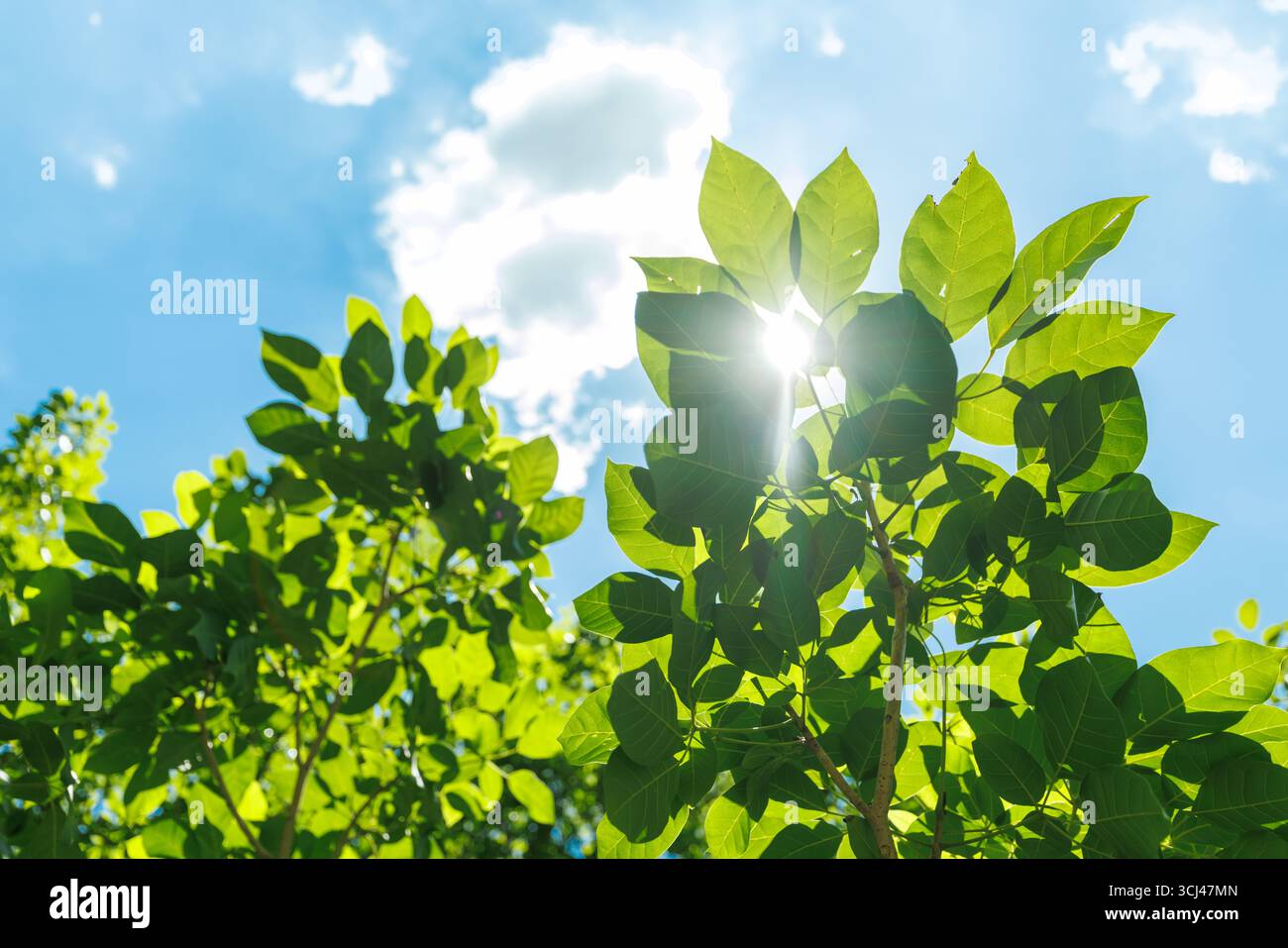 Natura della copertura di foglie verdi in giardino in estate. Fotosintesi clorofilla, sfondo naturale ecologico fresco. Foto Stock