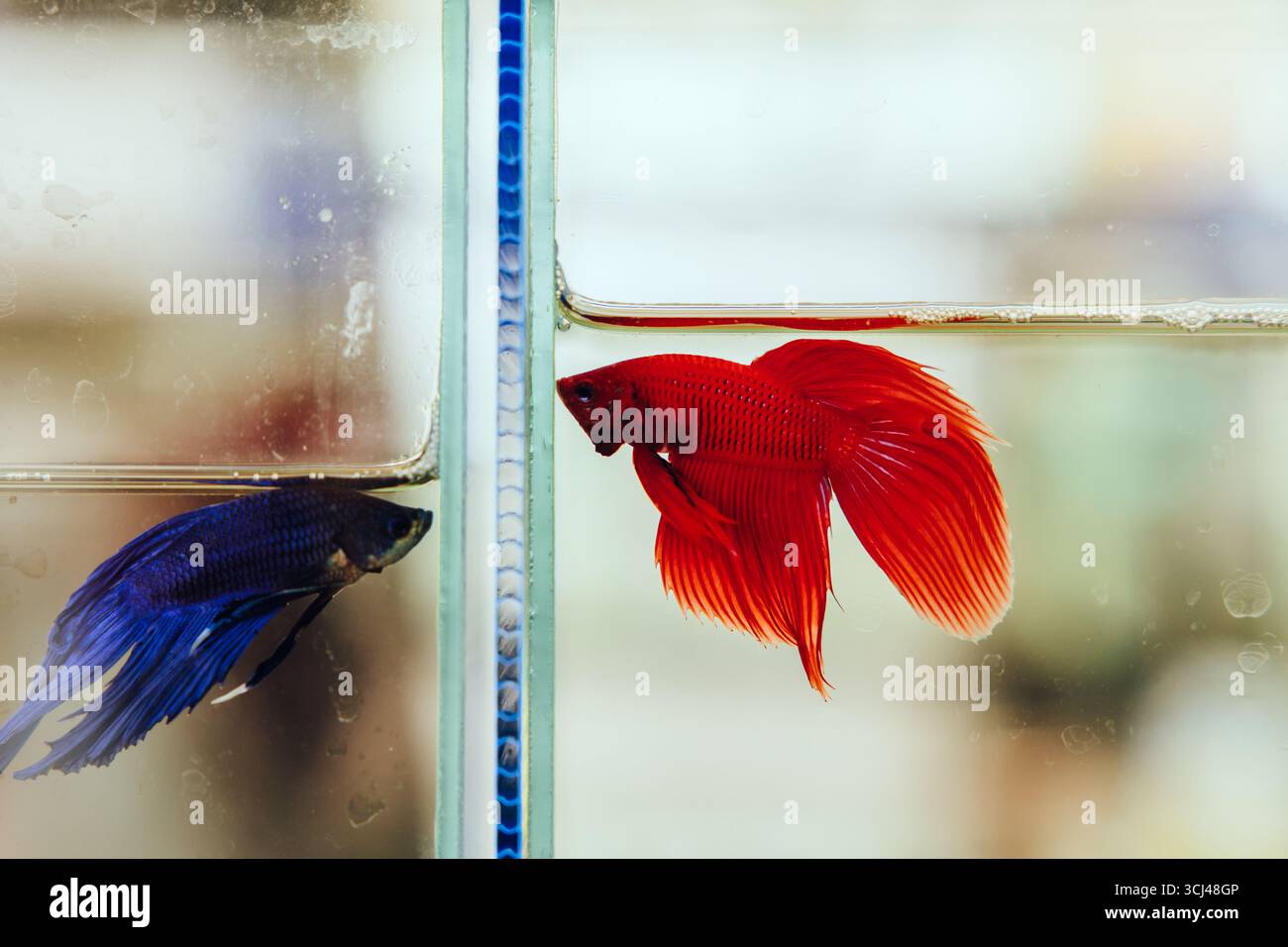 Plakad Thai o Betta Splendens Regan, pesce combattente siamese colorato, bellissimo e piccolo pesce pugnax, elegante guerriero del regno roliale del Siam (Tha Foto Stock