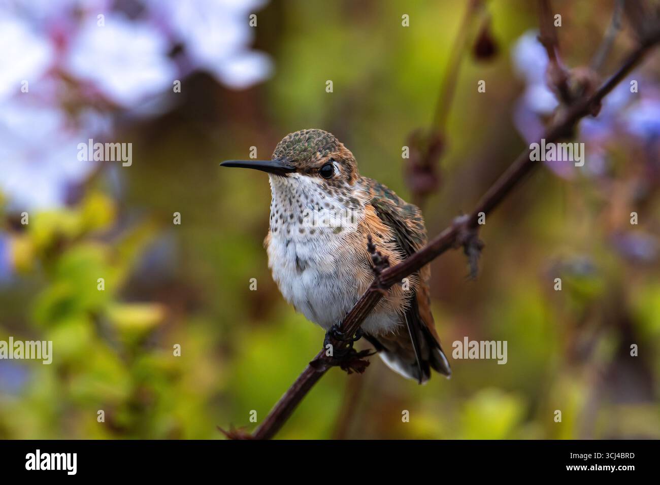 Closeup di Hummingbird (Calypte anna) giovane Anna arroccato sulla filiale a Laguna Beach, California. Fiori e arbusti verdi sullo sfondo. Foto Stock