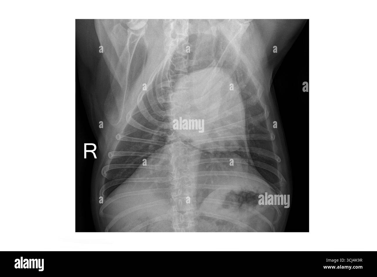 Radiografia polmonare veterinaria del cane Bulldog francese utilizzato per la diagnosi medica Foto Stock