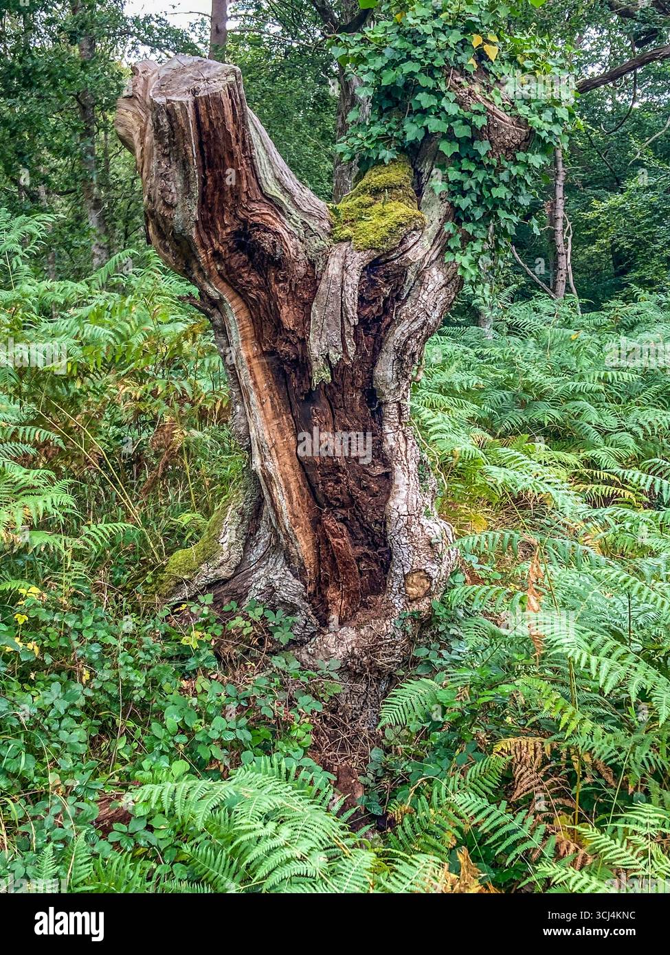 Vecchio tronco di alberi in decadenza nella riserva naturale di Roydon Woods, vicino a Brockenhurst, nella New Forest, Hampshire Foto Stock