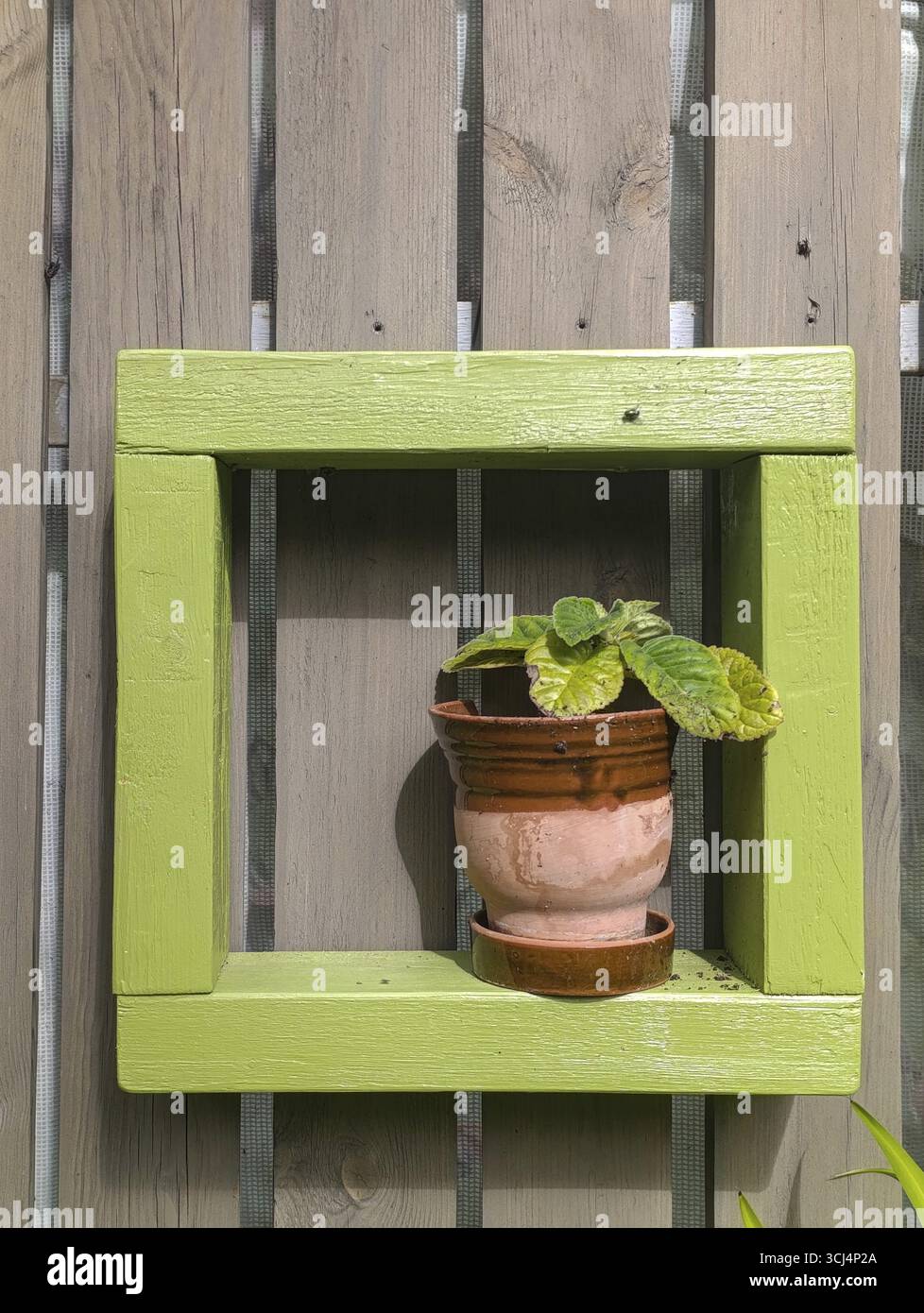 Pianta episcia al coperto in un vaso contro un muro di legno Foto Stock