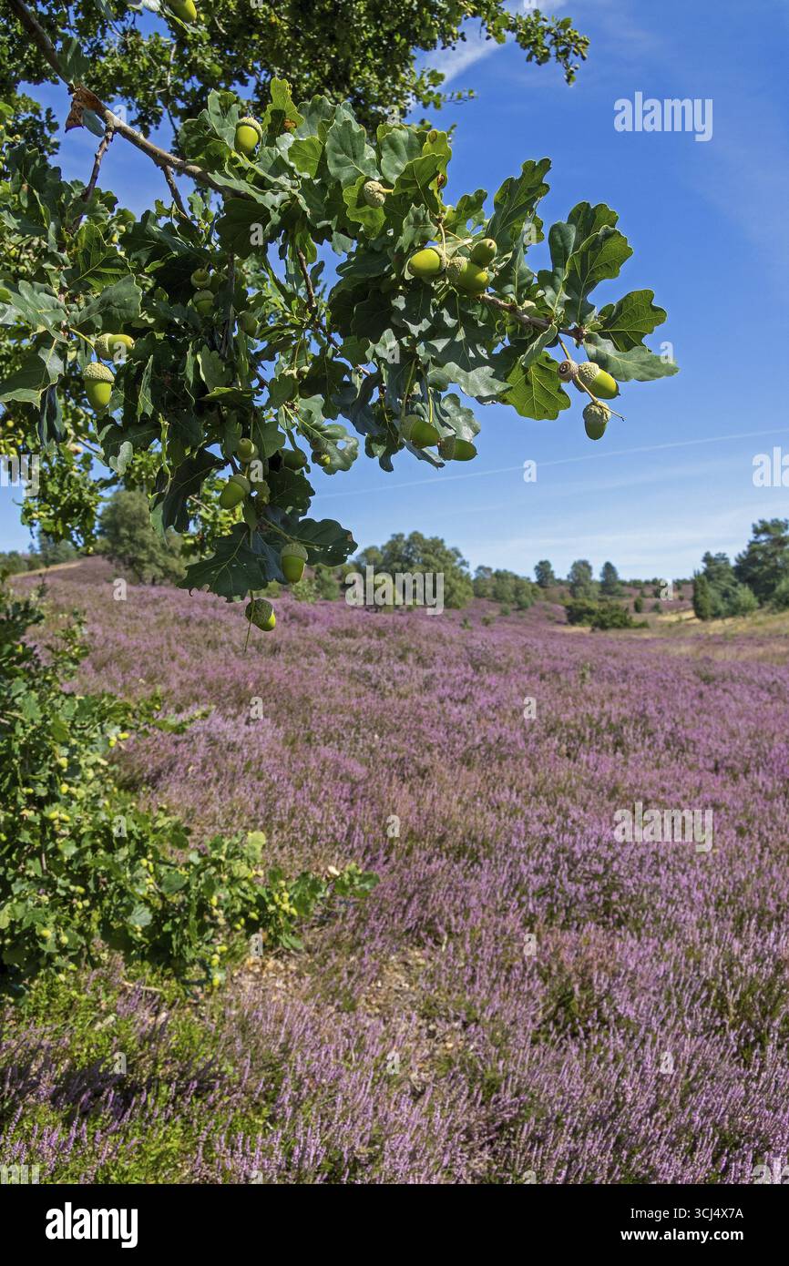 Quercia, ghiande, erica fiorita a Wilseder Berg, Lueneburg Heath vicino Wilsede, Bispingen, bassa Sassonia, Germania Foto Stock