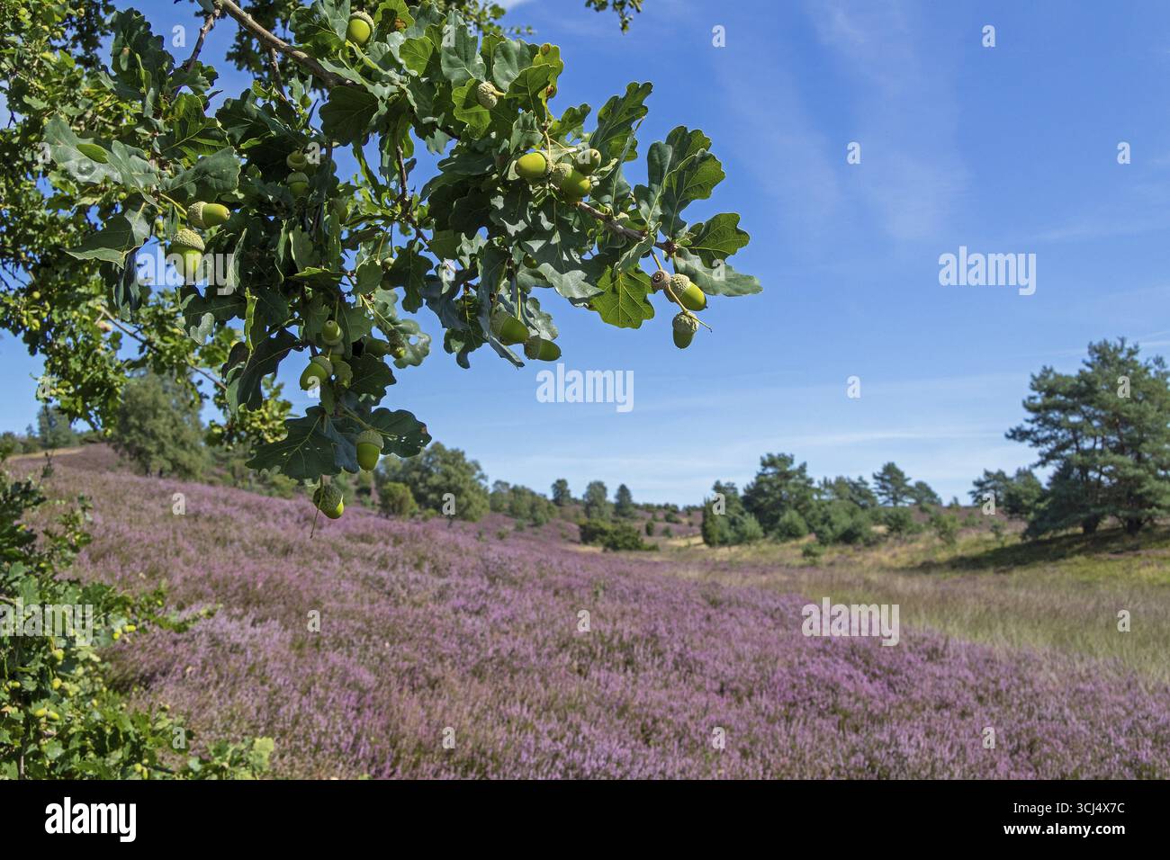 Quercia, ghiande, erica fiorita a Wilseder Berg, Lueneburg Heath vicino Wilsede, Bispingen, bassa Sassonia, Germania Foto Stock