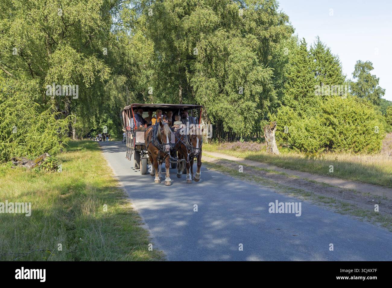 Carrozza trainata da cavalli, heather Blossom, Lueneburg Heath vicino Wilsede, Bispingen, bassa Sassonia, Germania Foto Stock