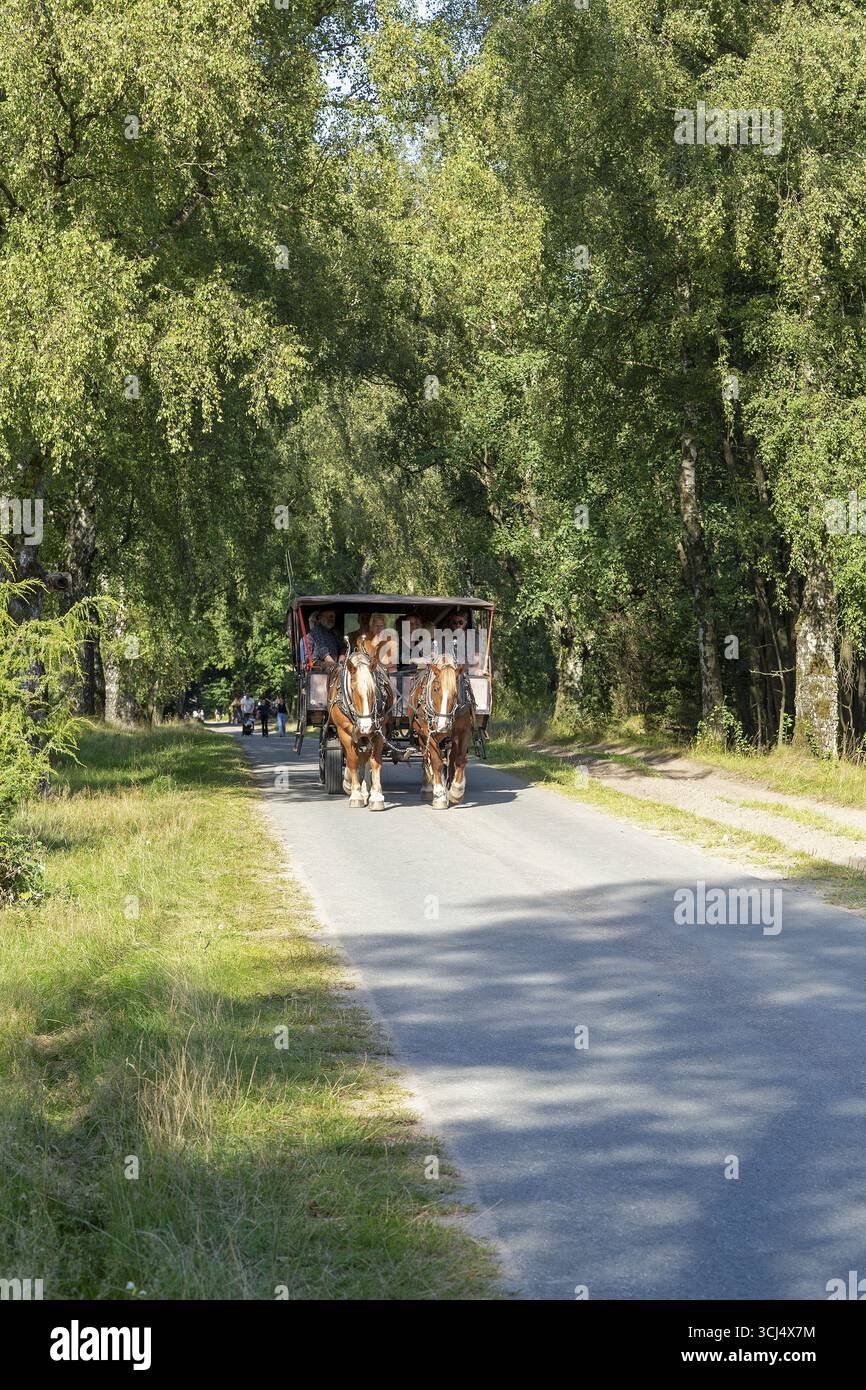 Carrozza trainata da cavalli, Lueneburg Heath vicino a Wilsede, Bispingen, bassa Sassonia, Germania Foto Stock