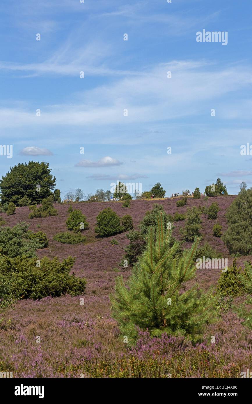 Wilseder Berg, heather Blossom, Lueneburg Heath vicino Wilsede, Bispingen, bassa Sassonia, Germania Foto Stock