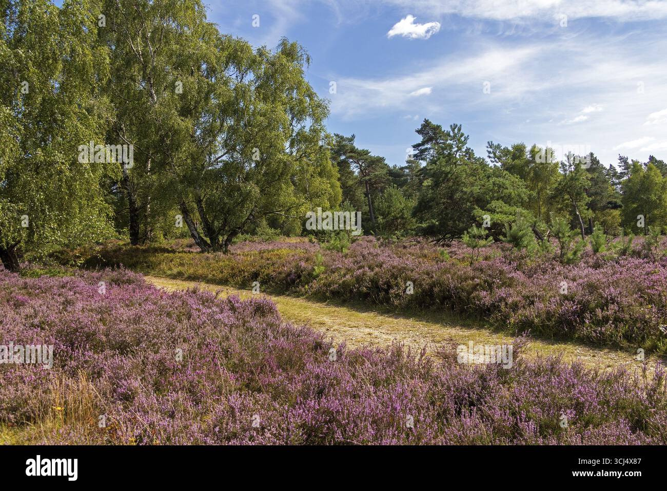 Sentiero escursionistico, alberi, fioritura di erica a Wilseder Berg, brughiera di Lueneburg vicino a Wilsede, Bispingen, bassa Sassonia, Germania Foto Stock