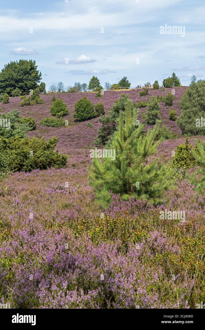 Wilseder Berg, heather Blossom, Lueneburg Heath vicino Wilsede, Bispingen, bassa Sassonia, Germania Foto Stock
