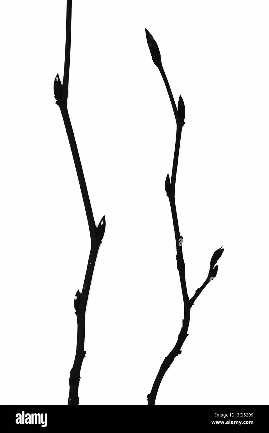 Immagine monocromatica grafica di due ramoscelli di Hornbeam con gemme di foglie ancora da aprire Foto Stock