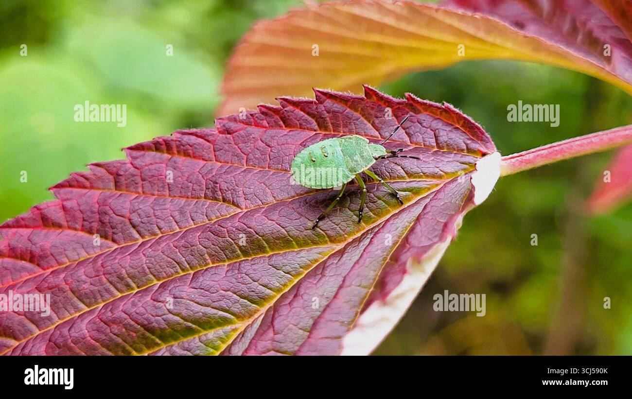 Primo piano di una cimice puzzolente verde appoggiata su una foglia autunnale di colore rosso scuro. L'immagine presenta una tavolozza di colori caldi in giallo, arancione e verde Foto Stock