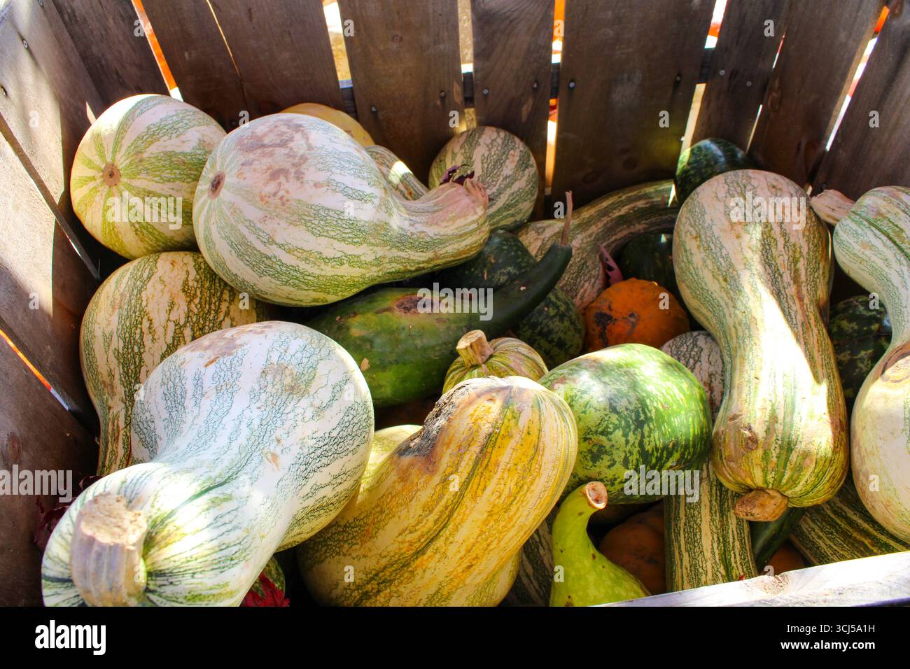 Buongustai verdi di diverse dimensioni in un display autunnale Foto Stock