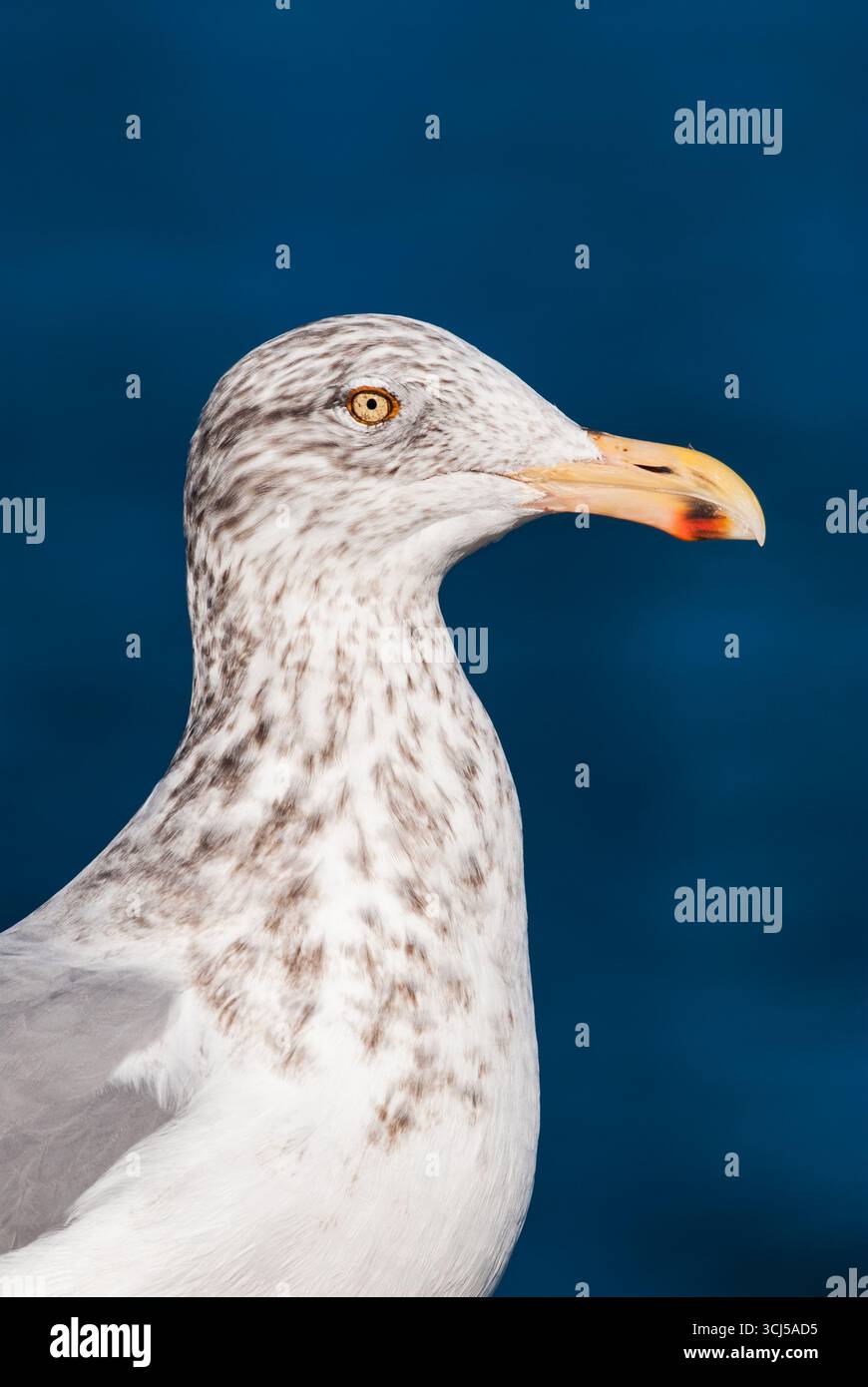 Ritratto di un gabbiano aringa adulto non in riproduzione con un oceano blu Foto Stock