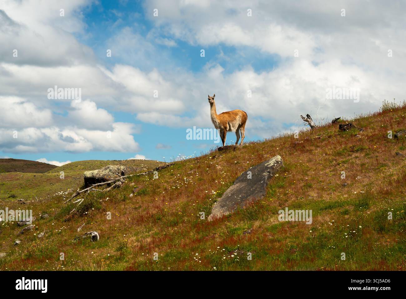 Vigile guanaco sulle colline della Patagonia in Cile Foto Stock