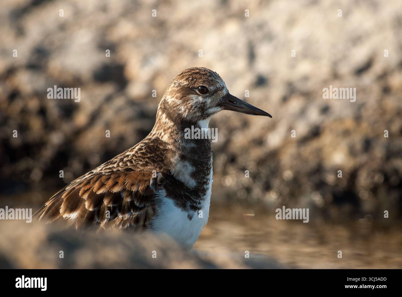 Ritratto di Ruddy Turnstone giovanile o non riproduttore Foto Stock