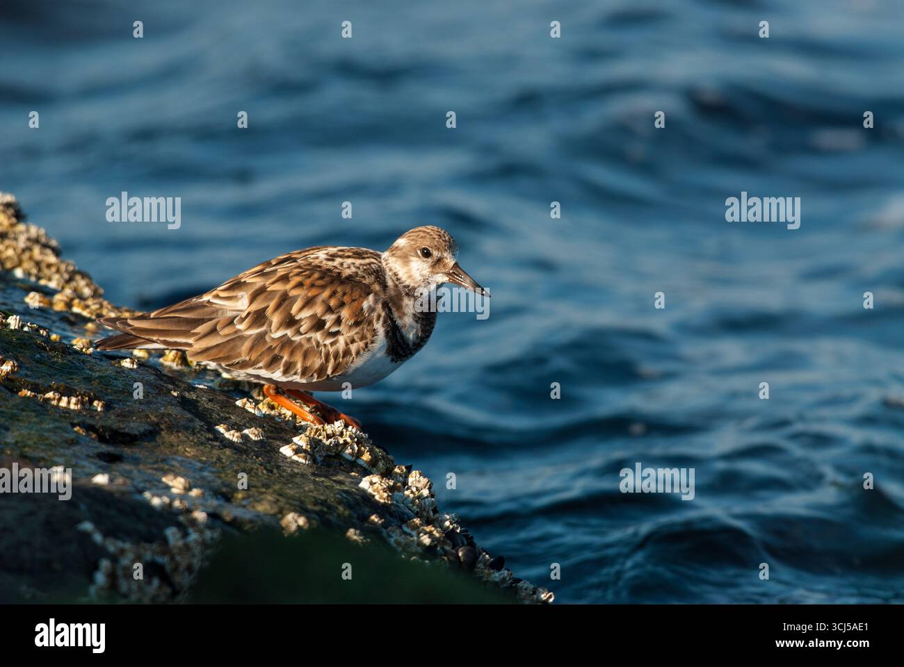 Un piumaggio invernale adulto Ruddy Turnstone su un barnacle coperto roc Foto Stock