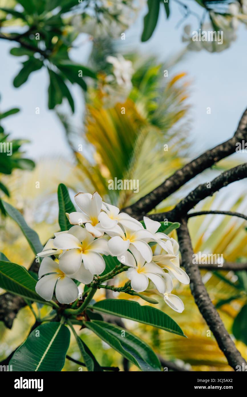 White Plumeria Flowers in piena fioritura a Kailua, Hawaii Foto Stock