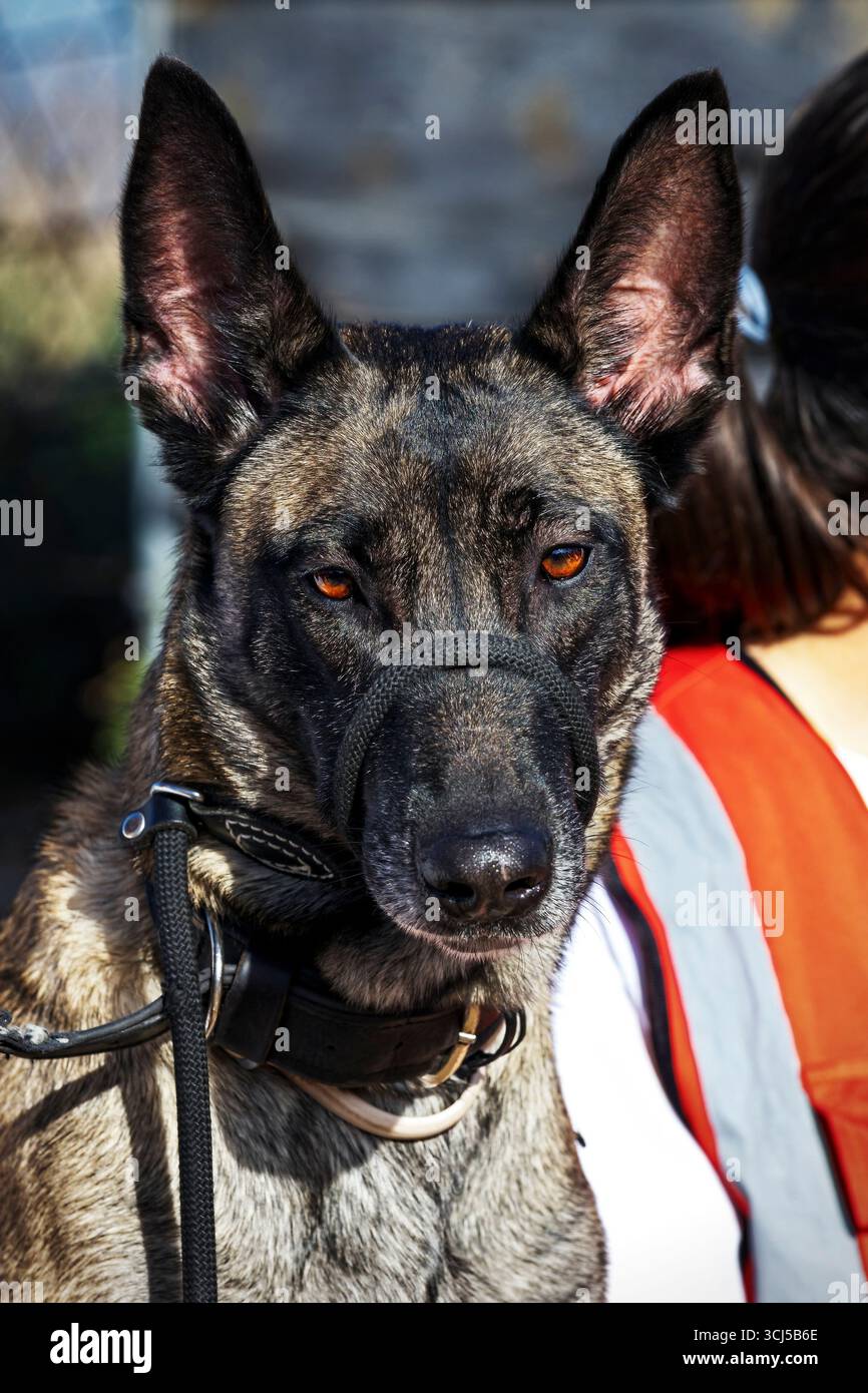 Cartello di plastica Attenzione al cane malinese militare