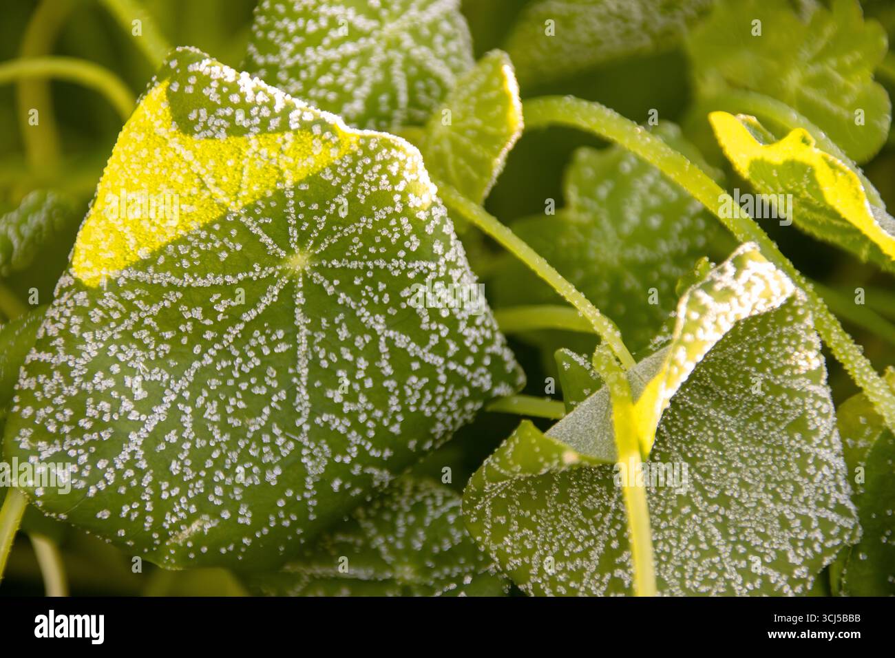 Primo piano di foglie di nasturzio con cristalli di gelo Foto Stock