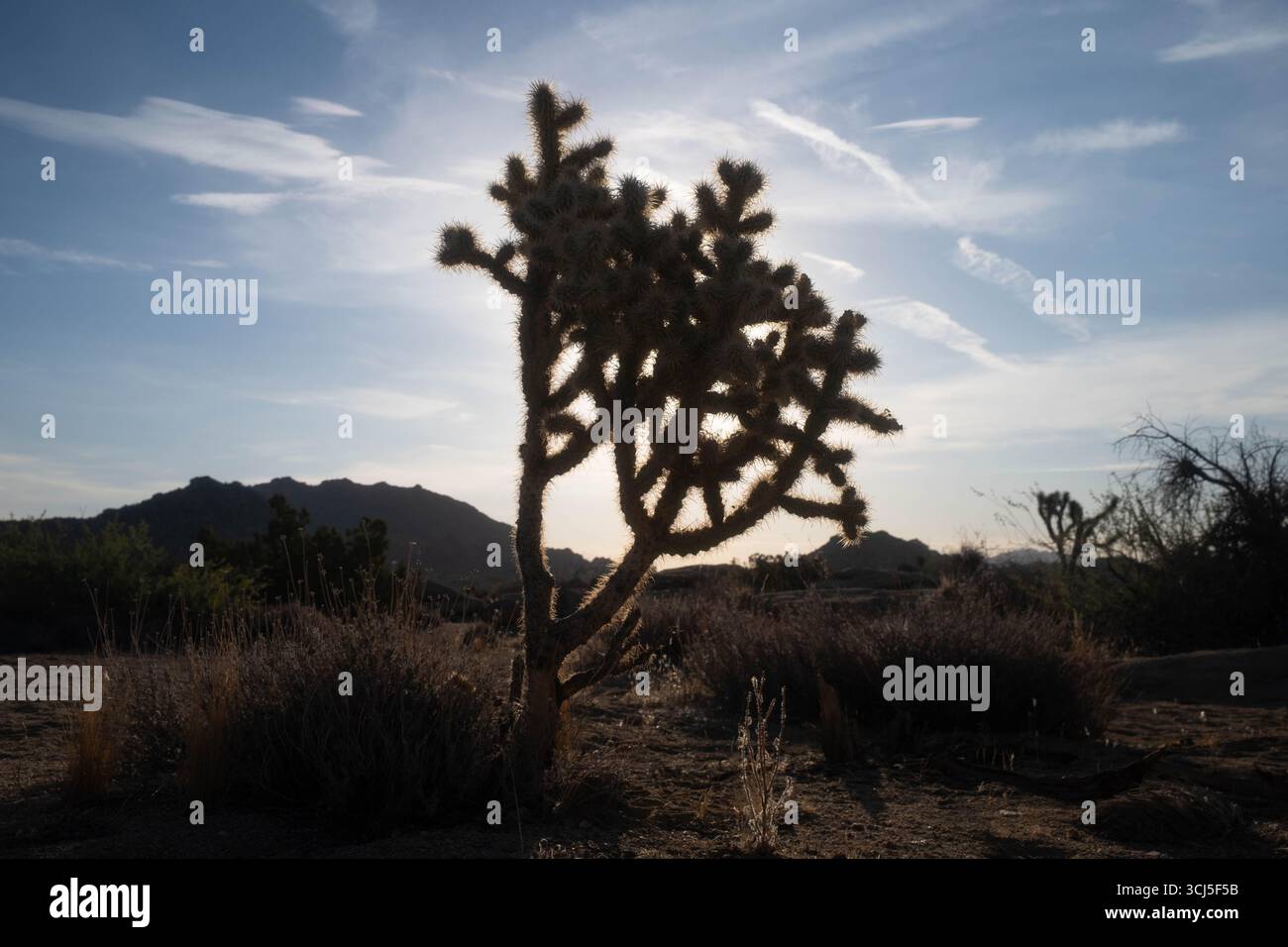 Parco nazionale di Joshua Tree Foto Stock
